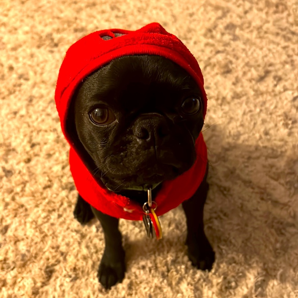 red and grey pet hoodie